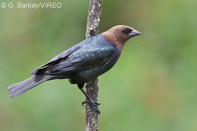 Brown-headed Cowbird